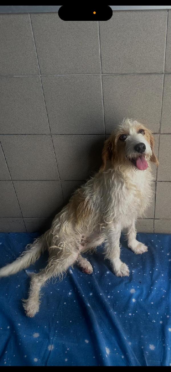 PIMPA CAGNOLINA METICCIA Foto 3